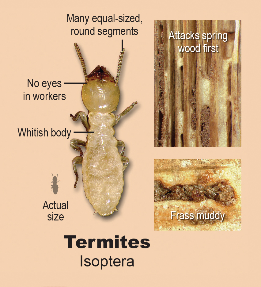 termite inspection